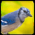 Bird Sound Song Ringtone
