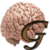 Memory Champ Game Free
