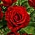 Latest Roses Live Wallpapers