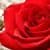 Rose Wallpaper HD