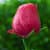 Best Beautiful Flower HD Wallpaper