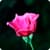 Pink Rose  Wallpaper