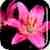 Blooming Flowers  Wallpaper