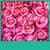 Pink Roses Live Wallpapers New