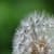 Green Dandelion Live Wallpaper