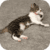 Cat Dreams Live Wallpaper
