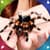 Spider Live Wallpapers 