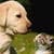 Cute Friendship Live Wallpaper
