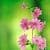 Pink Flower Wallpapers