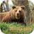 bear wallpaper hd