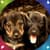 Latest Puppies Live Wallpapers