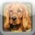 Dog Trainer