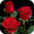 Magic Bouquet of Roses Live Wallpaper