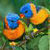 Birds HD Live Wallpapers