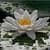 Water Lilly Live Wallpaper