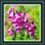 Live Wallpapers – Foxgloves