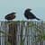 Birds on the Fence Live Wallpaper
