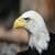 Awesome Bald Eagle Live Wallpaper