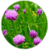 Benefits of Chives