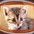Best Kittens Live Wallpapers