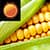 Corn Weather Clock Widget