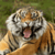 Sumatran Tiger Background