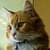 Cute Little Cat Live Wallpaper