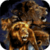 Amazing Lions Live Wallpaper