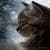 Kitten Live Wallpaper1