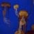 Jelly Fish Swim in the Sea