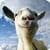Goat Simulator special