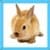 Kids Rabbit