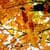 Nature Live Wallpaper 63