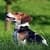 Dog In Grass LWP