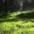 Nature Live Wallpaper 4