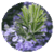 Benefits of Rosemary
