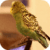 Parakeet Dance Live Wallpaper