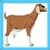 Kids Goat