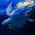 Turtle Underwater Live Wallpaper