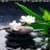 White Flowers