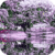 Awesome Lilac Tree Live Wallpaper