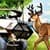 Deer Hunting Truck