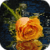 Beautiful Orange Rose Live Wallpaper