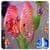 3D Discus Aquarium Live Wallpapers