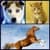 Four Legged Friends