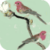 Parakeets HD Live Wallpaper