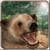 Wild Animal Bear Simulator 3D