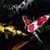 Koi Fish Touch Live Wallpaper Free