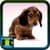 Dog Photography