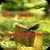 Garden Wallpaper